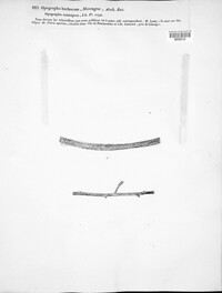 Alyxoria culmigena image